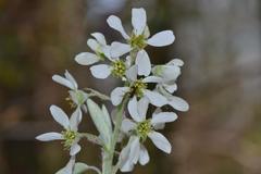 Amelanchier obovalis