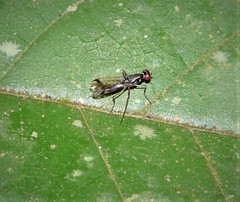 Nothybus lineifer