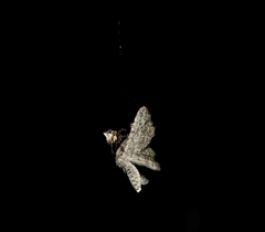 Phoroncidia sextuberculata