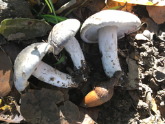 Agaricales