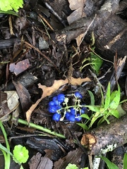 Coccocypselum herbaceum