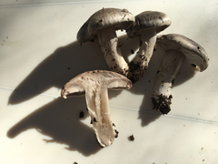 Agaricales