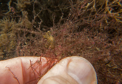 Thecacera pennigera