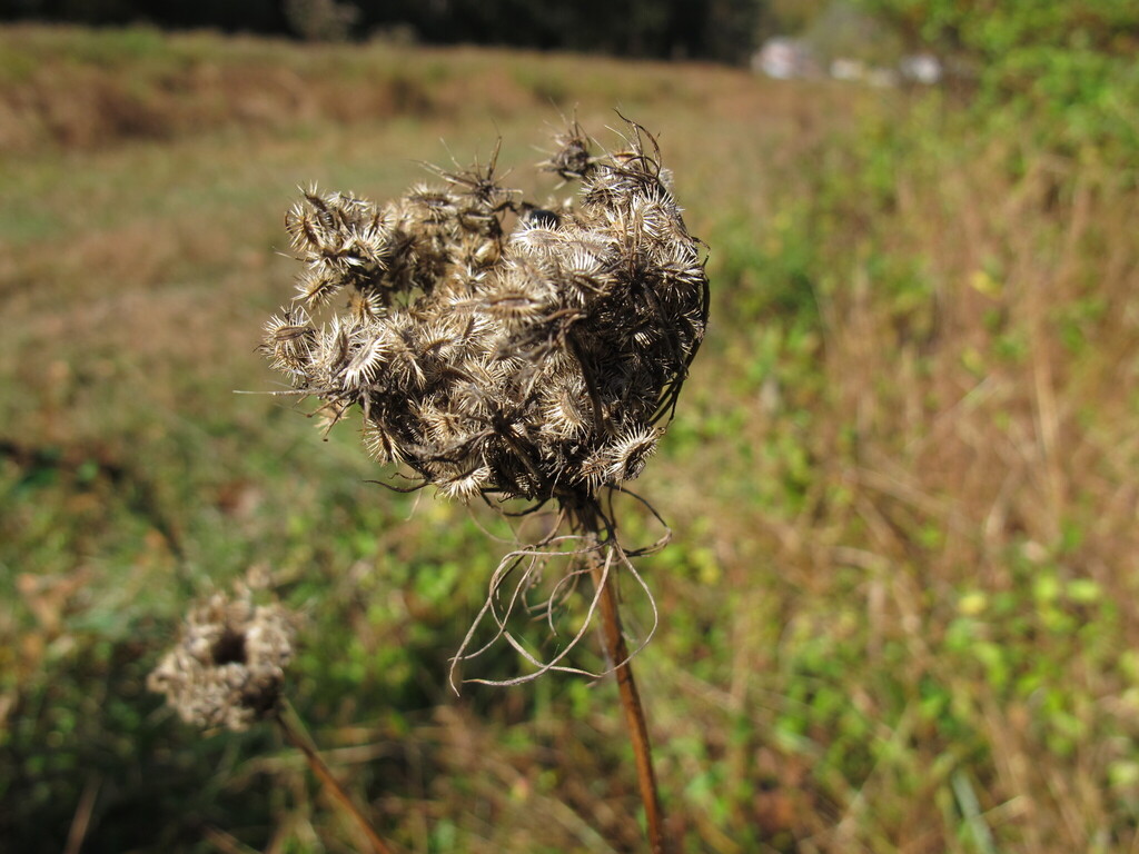 Daucus carota