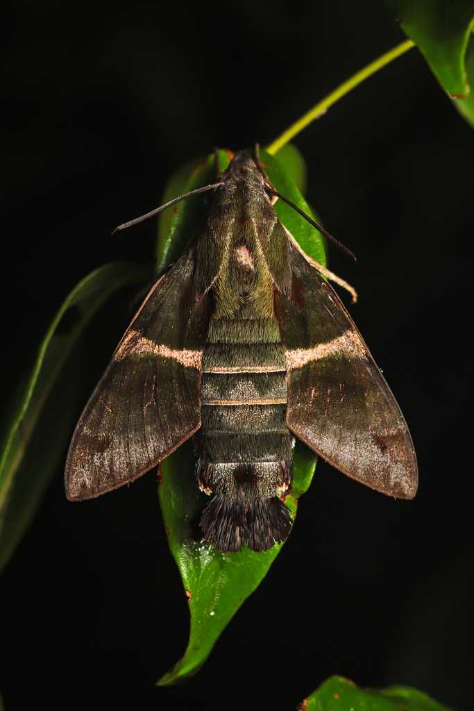 Macroglossum mediovitta