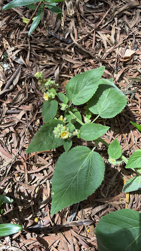 Sida cordifolia observed 2025-10-21