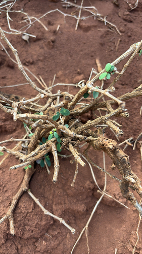 Euphorbia celastroides observed 2025-10-21