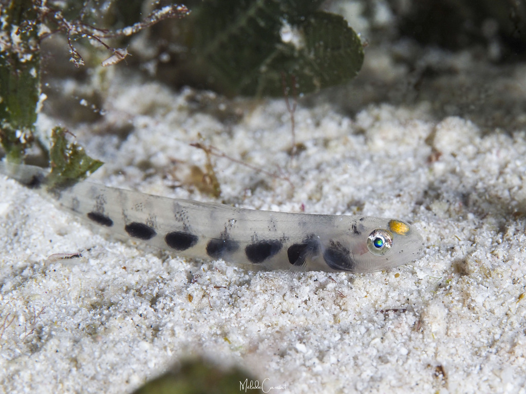Suspicious lizardfish (Saurida suspicio) — Synodontidae