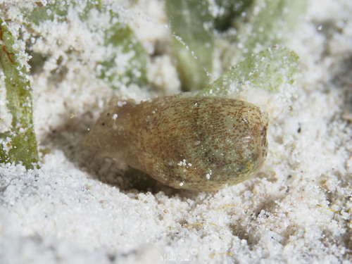 Haminoea succinea observed 2025-09-13