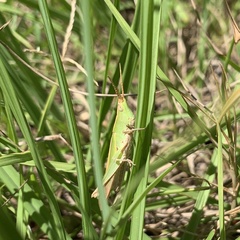 Allotruxalis gracilis