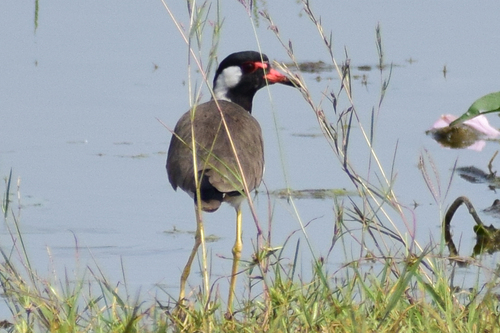 Red-wattled Lapwing