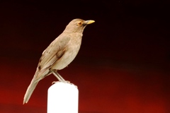 Turdus maculirostris