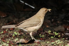 Turdus maculirostris