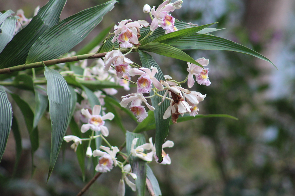 Sobralia mutisii; photograph (c) GERMAN LEONEL SARMIENTO CRUZ, some rights reserved (CC BY)
