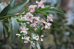 Sobralia mutisii