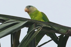 Brotogeris pyrrhoptera