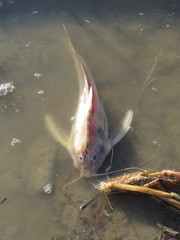 Centrodoras brachiatus