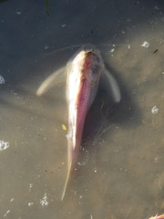 Centrodoras brachiatus