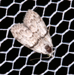 Nola pygmaeodes