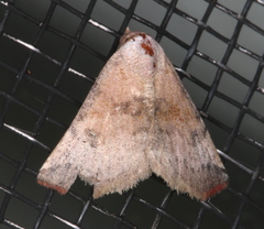 Mataeomera mesotaenia