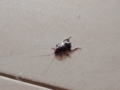 Drymaplaneta semivitta