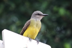 Tyrannus melancholicus