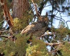 Bubo virginianus