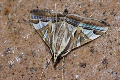 Agrioglypta fulguralis