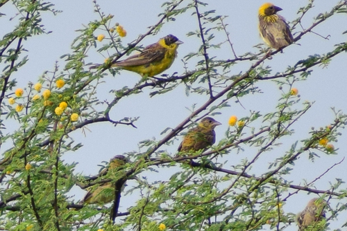 Black-headed Bunting