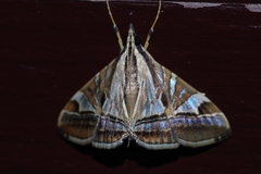 Agrioglypta fulguralis