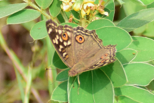 Lemon Pansy