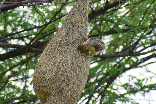Baya Weaver