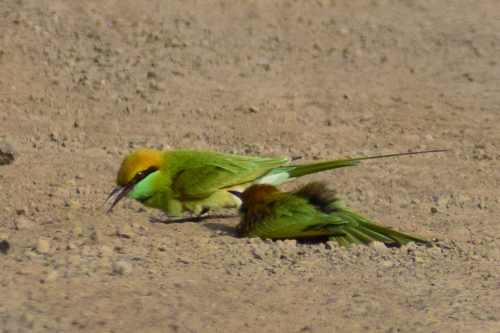 Asian Green Bee-eater