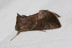 Chrysodeixis heberachis