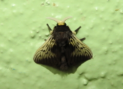 Megalopyginae
