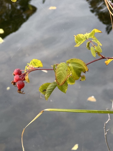 cluster rose (Rosa pisocarpa)