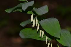 Polygonatum biflorum