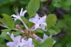 Rhododendron atlanticum