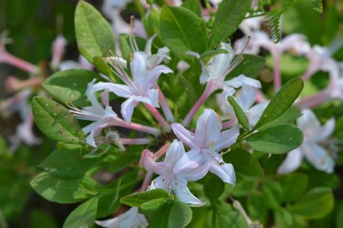 dwarf azalea (Rhododendron atlanticum)