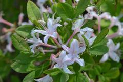 Rhododendron atlanticum