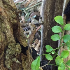 Diploderma polygonatum polygonatum