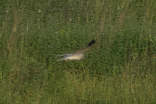 Montagu's Harrier