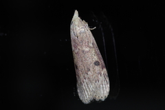 Lamoria adaptella