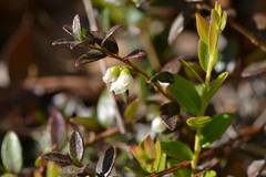 Vaccinium crassifolium