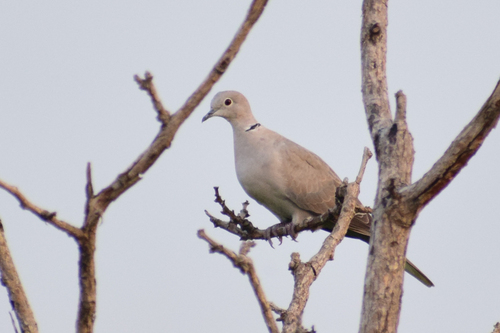 Eurasian Collared-Dove
