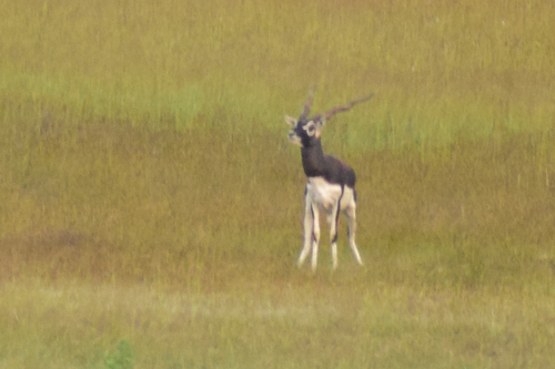 Southeastern Blackbuck