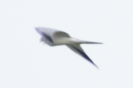 Pallid Harrier