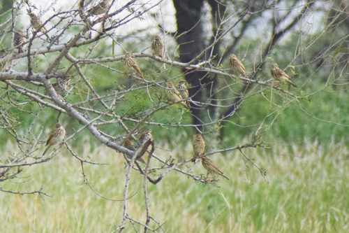 Tree Pipit