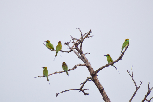 Asian Green Bee-eater