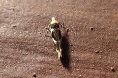 Pyroderces deamatella